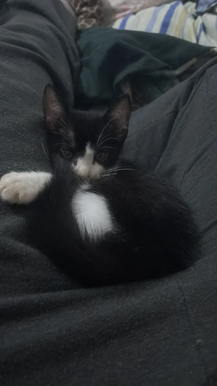 Gato raça SRD-ViraLata idade 2 a 6 meses nome Shelby