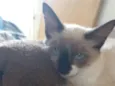 Jade