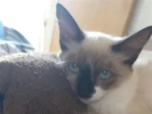 Gato raça Siamês idade 2 a 6 meses nome Jade