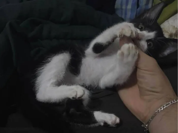 Gato raça SRD-ViraLata idade 2 a 6 meses nome Shelby