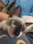 Jade