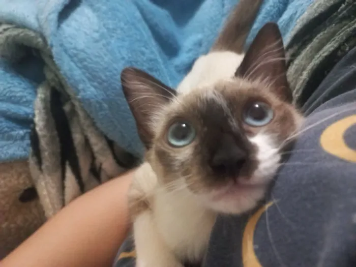 Gato raça Siamês idade 2 a 6 meses nome Jade
