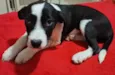 pretinha