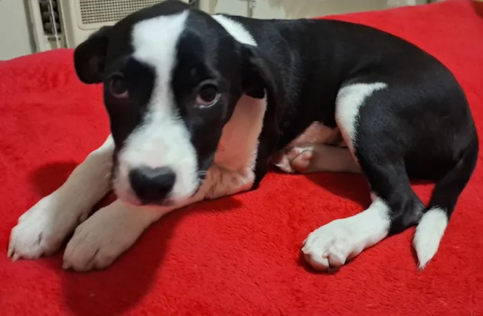 Cachorro raça SRD-ViraLata idade 2 a 6 meses nome pretinha