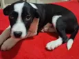 pretinha