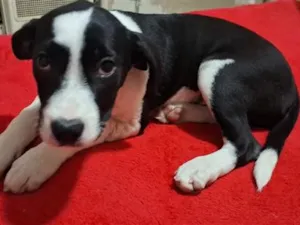 Cachorro raça SRD-ViraLata idade 2 a 6 meses nome pretinha