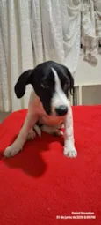 pitucha