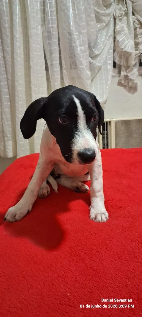 Cachorro raça SRD-ViraLata idade 2 a 6 meses nome pitucha
