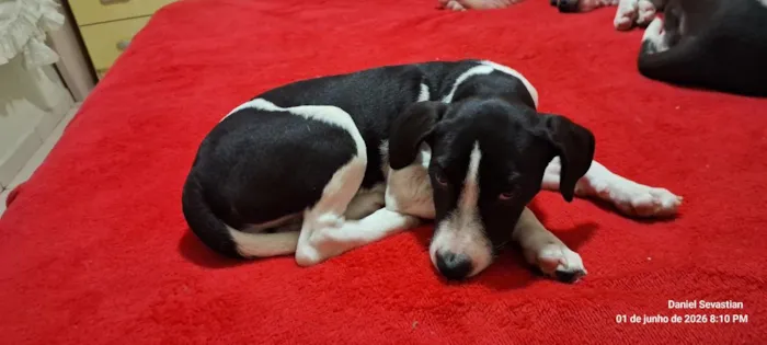 Cachorro raça SRD-ViraLata idade 2 a 6 meses nome pitucha