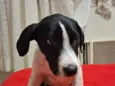 pitucha