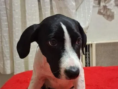Cachorro raça SRD-ViraLata idade 2 a 6 meses nome pitucha