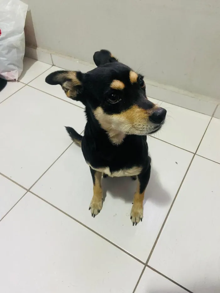 Cachorro raça SRD-ViraLata idade 1 ano nome Nina 