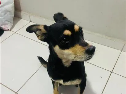 Cachorro raça SRD-ViraLata idade 1 ano nome Nina 