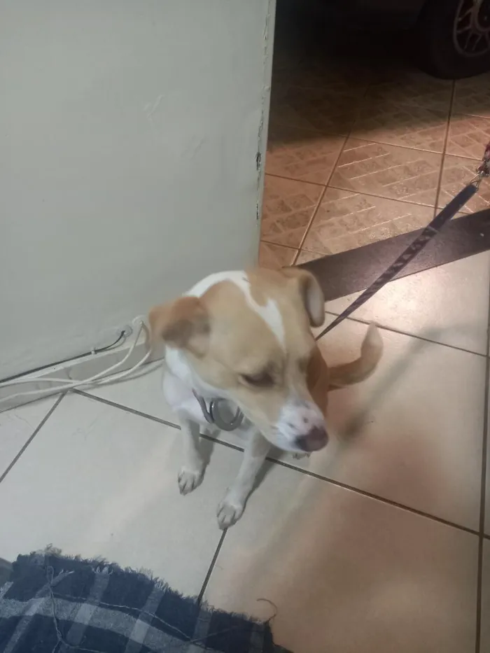 Cachorro raça SRD-ViraLata idade 1 ano nome Mel