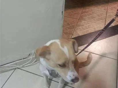 Cachorro raça SRD-ViraLata idade 1 ano nome Mel
