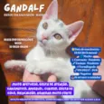 Gandalf