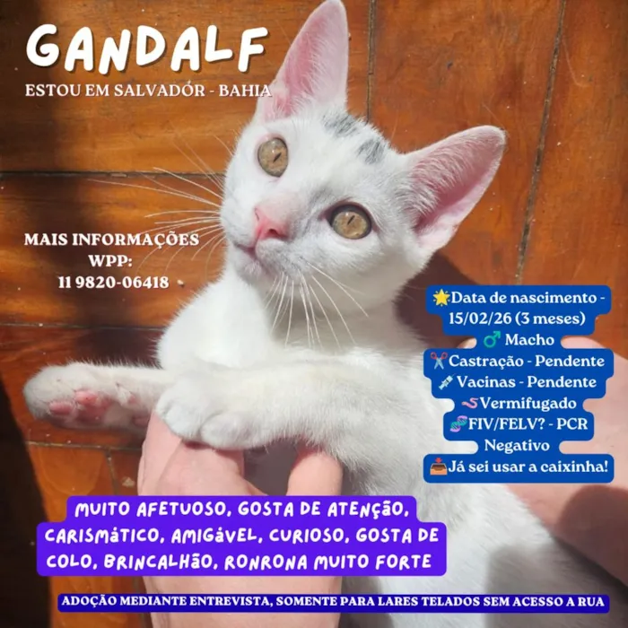 Gato raça SRD-ViraLata idade 2 a 6 meses nome Gandalf
