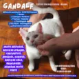 Gandalf