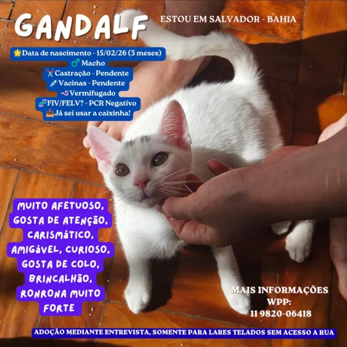 Gato raça SRD-ViraLata idade 2 a 6 meses nome Gandalf