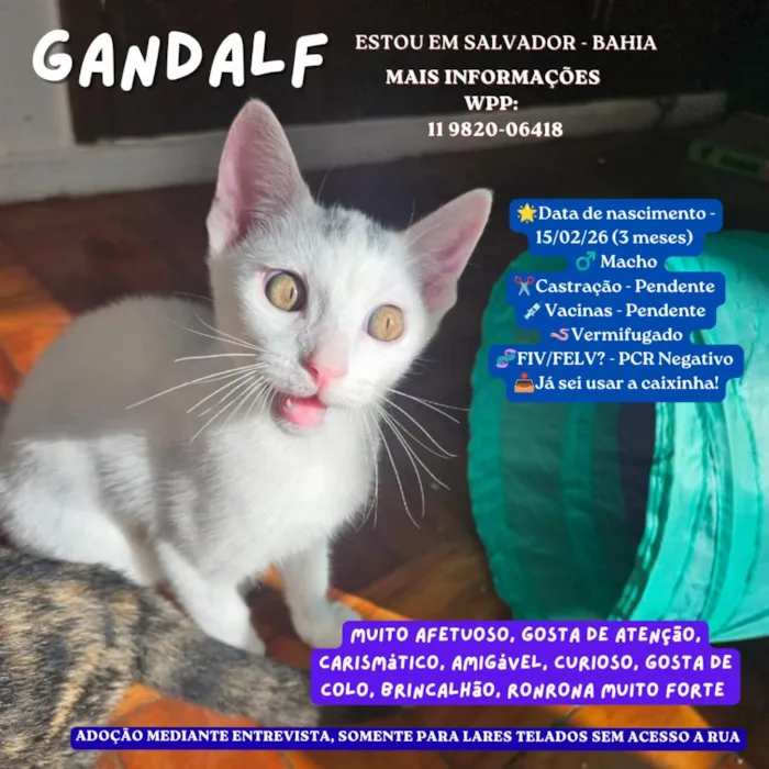 Gato raça SRD-ViraLata idade 2 a 6 meses nome Gandalf