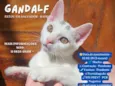 Gandalf