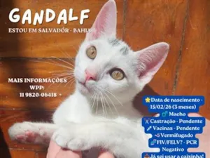 Gato raça SRD-ViraLata idade 2 a 6 meses nome Gandalf