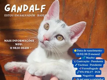 Gato raça SRD-ViraLata idade 2 a 6 meses nome Gandalf