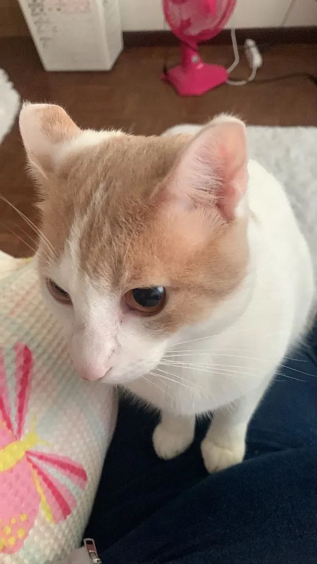 Gato raça SRD-ViraLata idade 1 ano nome Marco Antônio 