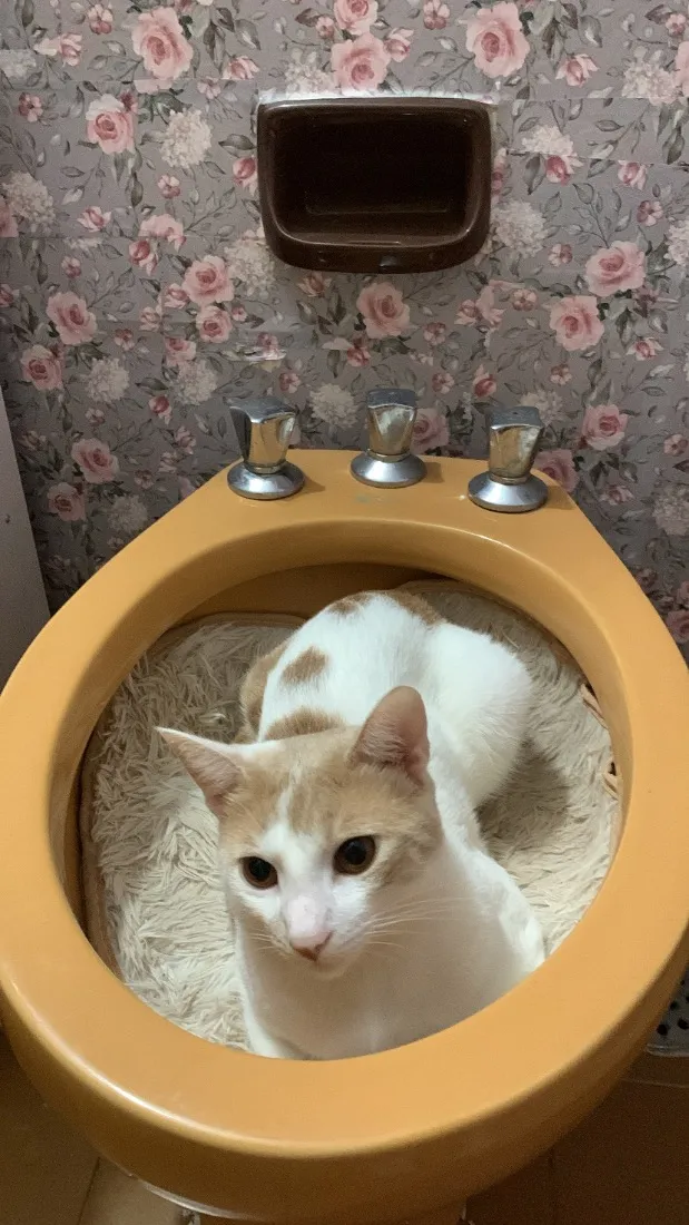 Gato raça SRD-ViraLata idade 1 ano nome Marco Antônio 