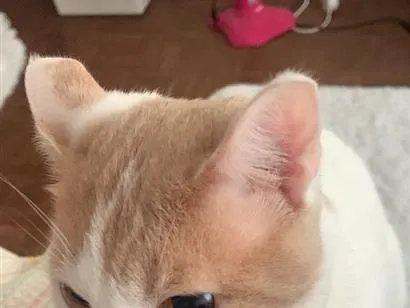 Gato raça SRD-ViraLata idade 1 ano nome Marco Antônio 