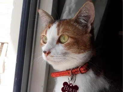 Gato raça SRD-ViraLata idade 6 ou mais anos nome Bird