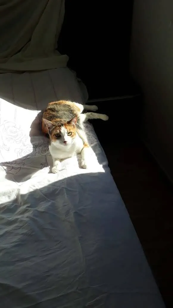 Gato raça SRD-ViraLata idade 6 ou mais anos nome Bird