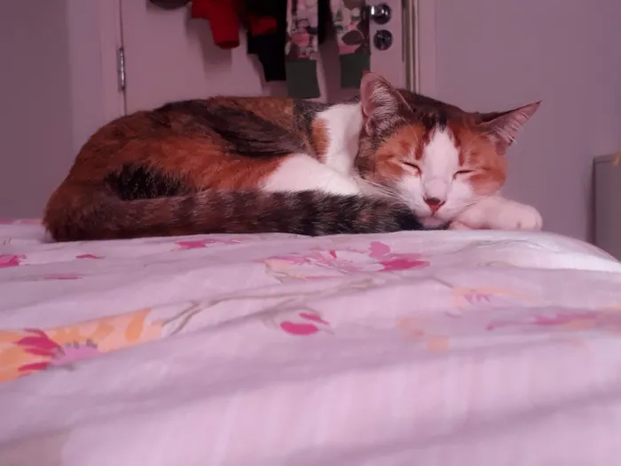 Gato raça SRD-ViraLata idade 6 ou mais anos nome Bird