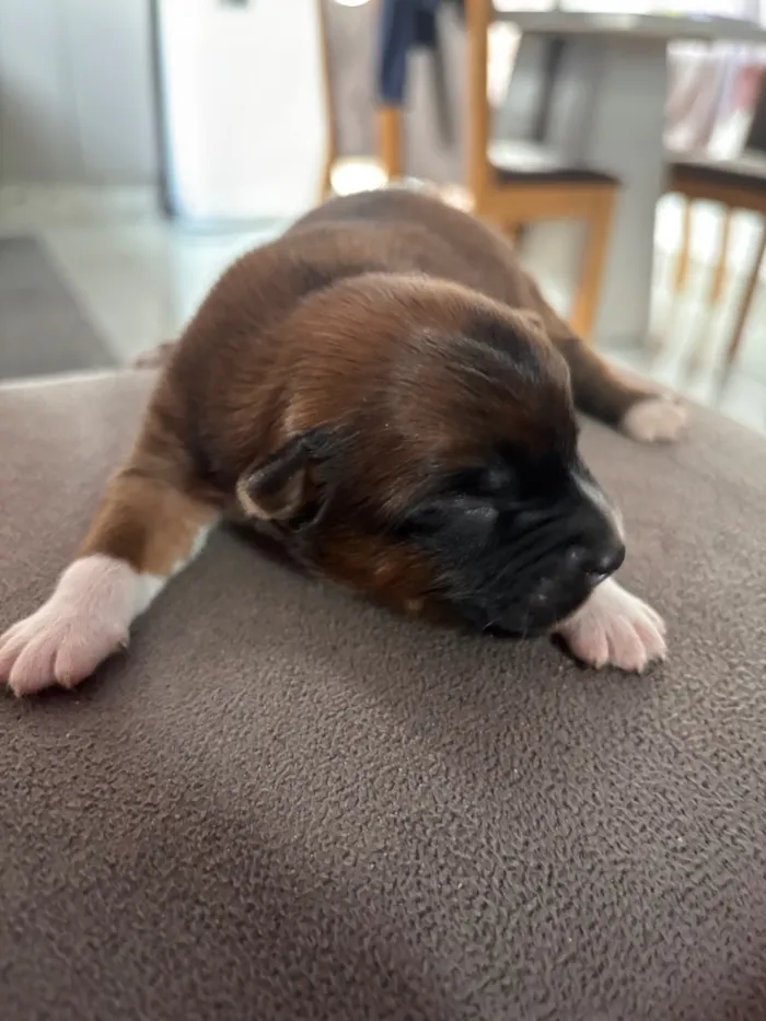 Cachorro raça SRD-ViraLata idade Abaixo de 2 meses nome Ainda estão sem nomes 