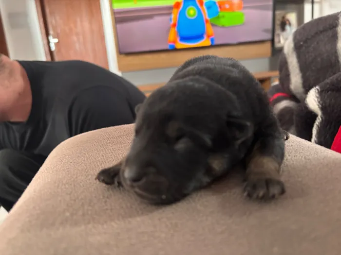 Cachorro raça SRD-ViraLata idade Abaixo de 2 meses nome Ainda estão sem nomes 