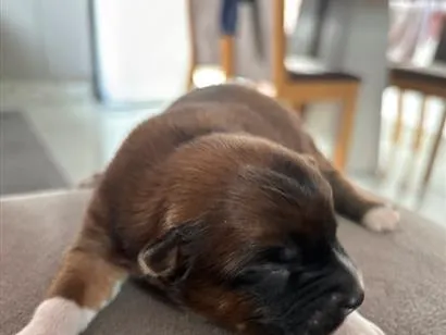 Cachorro raça SRD-ViraLata idade Abaixo de 2 meses nome Ainda estão sem nomes 