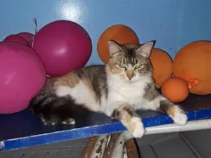Gato raça SRD-ViraLata idade 7 a 11 meses nome Rosita