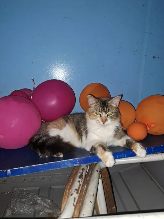 Gato raça SRD-ViraLata idade 7 a 11 meses nome Rosita