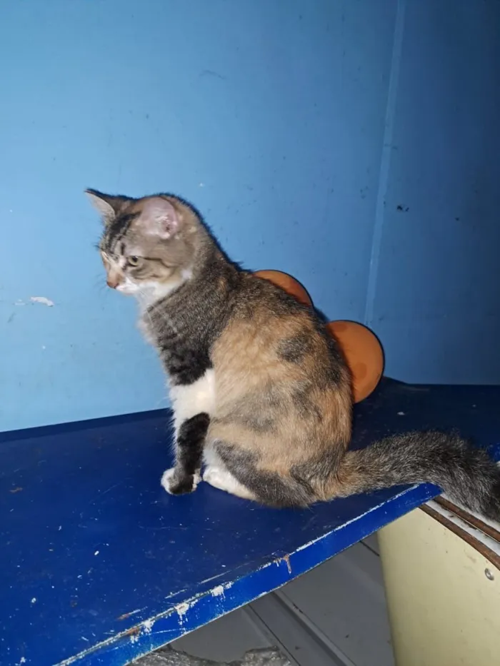 Gato raça SRD-ViraLata idade 7 a 11 meses nome Rosita