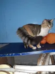 Rosita