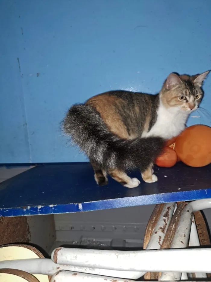 Gato raça SRD-ViraLata idade 7 a 11 meses nome Rosita