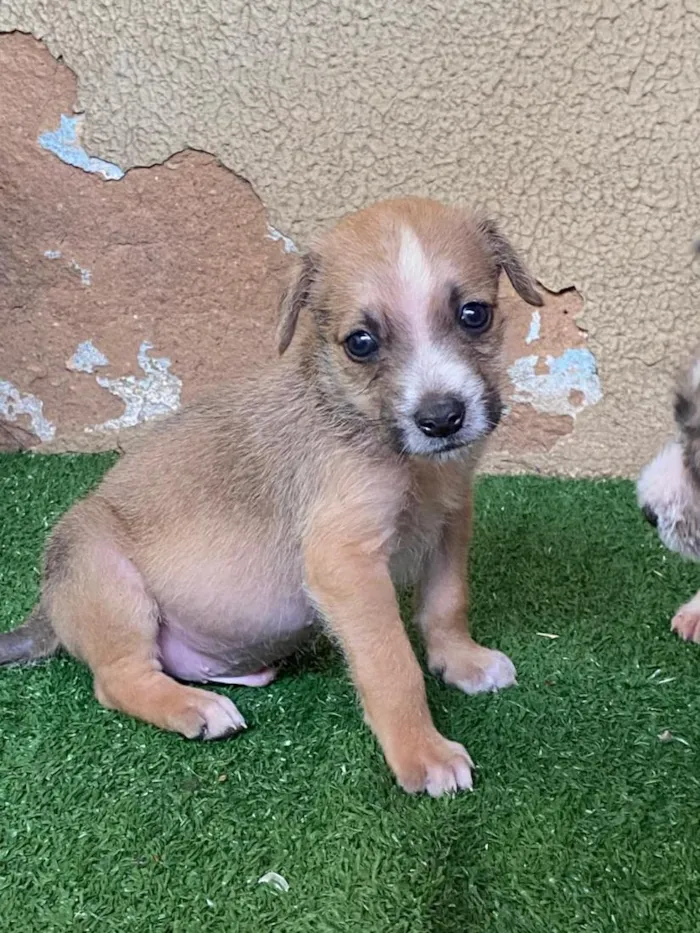 Cachorro raça SRD-ViraLata idade 2 a 6 meses nome .