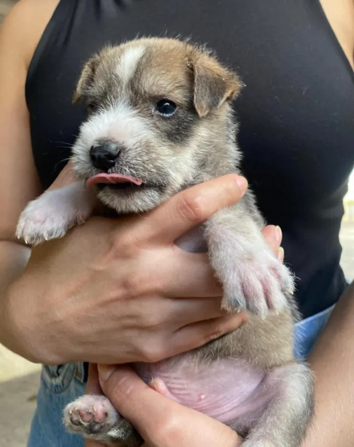 Cachorro raça SRD-ViraLata idade Abaixo de 2 meses nome .