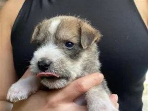 Cachorro raça SRD-ViraLata idade Abaixo de 2 meses nome .