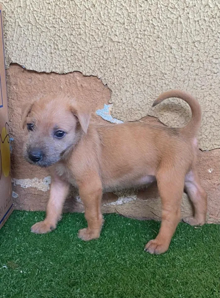 Cachorro raça SRD-ViraLata idade Abaixo de 2 meses nome .