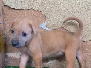 Cachorro raça SRD-ViraLata idade Abaixo de 2 meses nome .