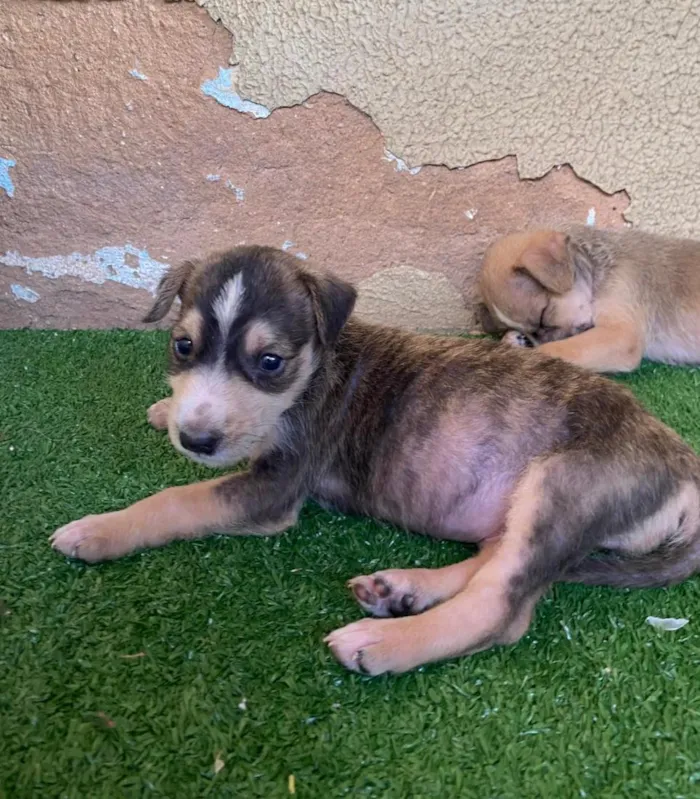 Cachorro raça SRD-ViraLata idade 2 a 6 meses nome .