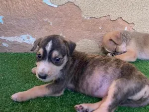 Cachorro raça SRD-ViraLata idade 2 a 6 meses nome .