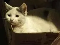 Gato raça SRD-ViraLata idade 2 a 6 meses nome filhotes da modelo