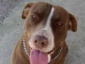 Cachorro raça Pit-Bull idade 6 ou mais anos nome Paçoca 